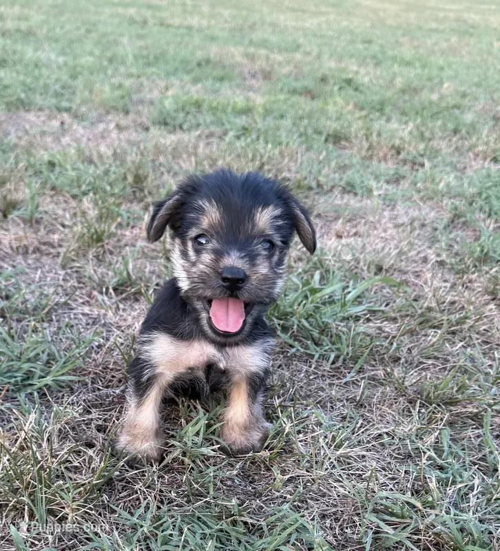 julie (snorkie) – Miniature Schnauzer, Yorkshire Terrier puppy for sale in Winston-Salem, NC