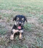 julie (snorkie), a female Miniature Schnauzer and Yorkshire Terrier for sale in Winston-Salem, NC – 1 of 5
