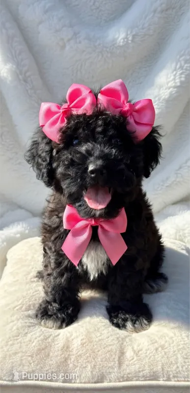 Mia (toy cavapoo) – Cavapoo puppy for sale in Winston-Salem, NC