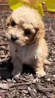 Luke, a male Poodle - Toy  for sale in Greensboro, NC – 5 of 10