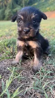 mia (yorkie x mini schnauzer) -snorkie, a female Miniature Schnauzer and Yorkshire Terrier for sale in Winston-Salem, NC – 3 of 9