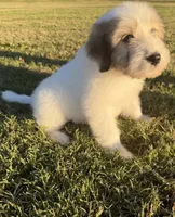 holly (sheepadoodle) (doodle puppy), a female Old English Sheepdog and Poodle - Standard  for sale in Winston-Salem, NC – 2 of 8