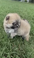 millie , a female Pomeranian for sale in Winston-Salem, NC – 4 of 7