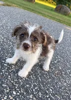 mimi, a female Jack Russell Terrier and Yorkshire Terrier for sale in Winston-Salem, NC – 7 of 7
