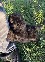 Charlie ( yorkiepoo ), a male Yorkshire Terrier and Poodle - Toy  for sale in Winston-Salem, NC – 3 of 10
