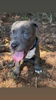 marlo (blue brindle pitbull puppy), a male American Pit Bull Terrier for sale in Greensboro, NC – 5 of 9