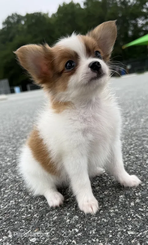 Mochi (long haired chihuahua) – Chihuahua puppy for sale in Winston-Salem, NC