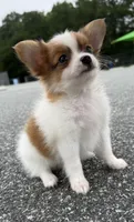 Mochi (long haired chihuahua), a male Chihuahua for sale in Winston-Salem, NC – 1 of 8