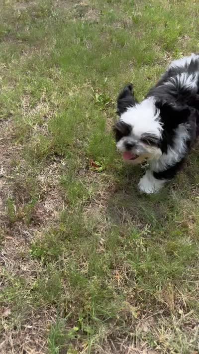Teddy (registered pure bred shih tzu) , a male Shih Tzu for sale in Winston-Salem, NC – 3 of 8