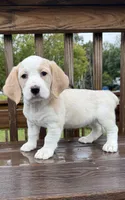 mimi, a  Basset Hound and Dachshund for sale in Greensboro, NC – 8 of 9