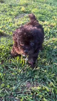 Charlie ( yorkiepoo ), a male Yorkshire Terrier and Poodle - Toy  for sale in Winston-Salem, NC – 2 of 10