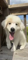 joey, a male Australian Shepherd and Great Pyrenees for sale in Winston-Salem, NC – 4 of 5