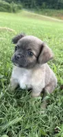 mia (chug puppy), a female Chihuahua and Pug for sale in Winston-Salem, NC – 2 of 9