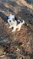 mimi, a female Chihuahua and Shih Tzu for sale in Winston-Salem, NC – 2 of 5