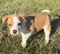 mya , a female Catahoula Leopard Dog and American Pit Bull Terrier for sale in Greensboro, NC – 2 of 6