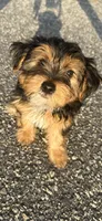 teddy (shorkie puppy), a male Shih Tzu and Yorkshire Terrier for sale in Winston-Salem, NC – 8 of 9
