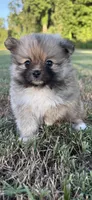 foxy, a female Pomeranian for sale in Winston-Salem, NC – 6 of 9