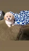 daisy (maltipoo) , a female Maltese and Poodle - Toy  for sale in Winston-Salem, NC – 2 of 2