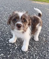 mimi, a female Jack Russell Terrier and Yorkshire Terrier for sale in Winston-Salem, NC – 6 of 7