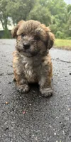 marley (shih tzu x yorkie ), a male Shorkie for sale in Winston-Salem, NC – 4 of 9