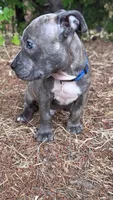 Chulo (blue brindle pitbull puppy), a male American Pit Bull Terrier for sale in Greensboro, NC – 6 of 6