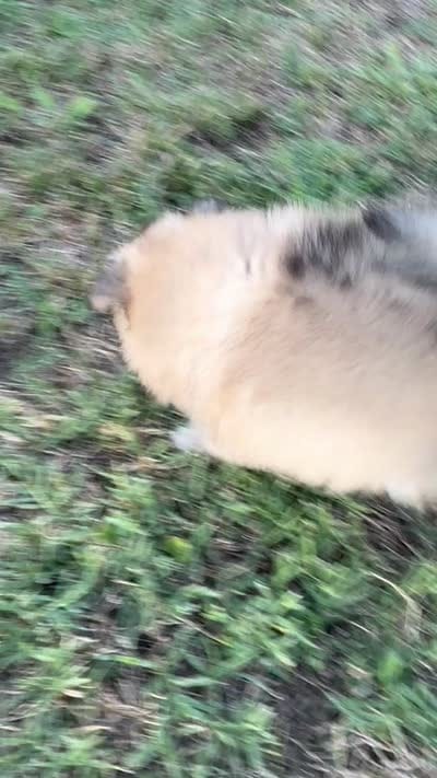 foxy, a female Pomeranian for sale in Winston-Salem, NC – 9 of 9
