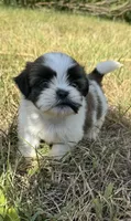 Leo , a male Shih Tzu for sale in Winston-Salem, NC – 2 of 10