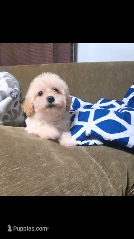 daisy (maltipoo)  – Maltese, Poodle - Toy  puppy for sale in Winston-Salem, NC