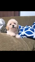 daisy (maltipoo) , a female Maltese and Poodle - Toy  for sale in Winston-Salem, NC – 1 of 2