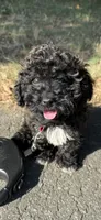 mia (toy cavapoo), a female Cavalier King Charles Spaniel and Poodle - Toy  for sale in Winston-Salem, NC – 2 of 9
