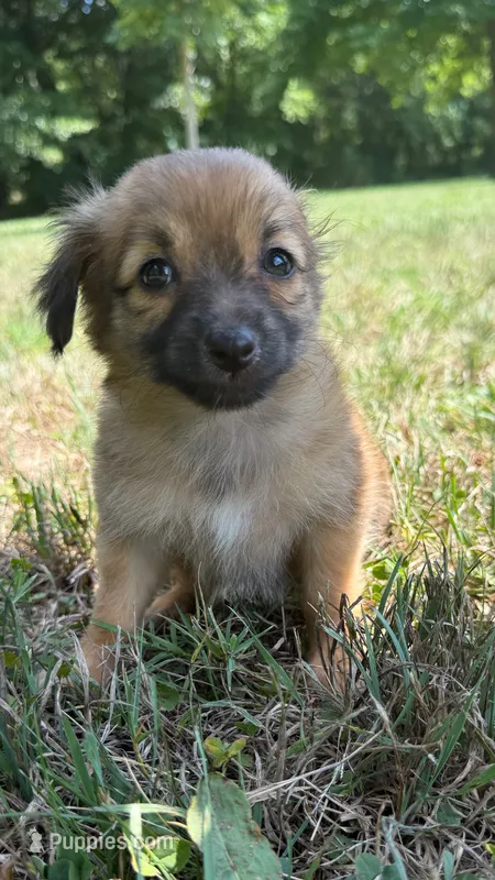 penny (chiweenie) – Chihuahua, Miniature Dachshund puppy for sale in Winston-Salem, NC