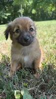 penny, a female Chihuahua and Miniature Dachshund for sale in Winston-Salem, NC – 3 of 7