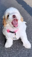 Lulu, a female Maltipoo for sale in Winston-Salem, NC – 2 of 10