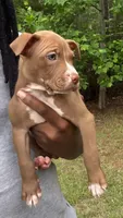 mikey (red nose pitbull) , a male American Pit Bull Terrier for sale in Winston-Salem, NC – 5 of 7
