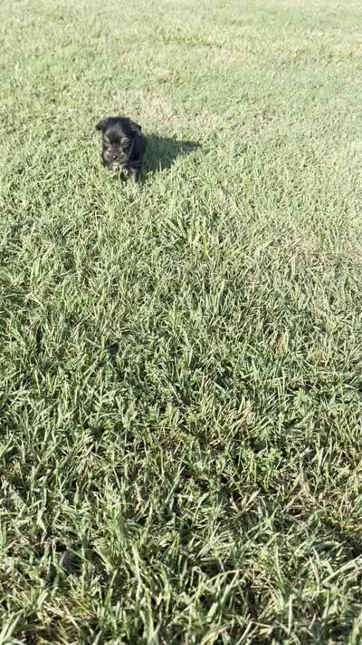 chu-chu, a male Yorkshire Terrier for sale in Winston-Salem, NC – 6 of 6