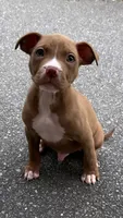 mikey (red nose pitbull) , a male American Pit Bull Terrier for sale in Winston-Salem, NC – 3 of 7