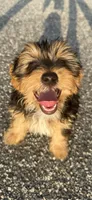 teddy (shorkie puppy), a male Shih Tzu and Yorkshire Terrier for sale in Winston-Salem, NC – 2 of 9