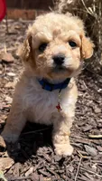 Luke, a male Poodle - Toy  for sale in Greensboro, NC – 7 of 10