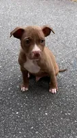 mikey (red nose pitbull) , a male American Pit Bull Terrier for sale in Winston-Salem, NC – 2 of 7