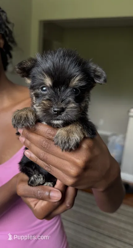 chu-chu (snorkie)  – Miniature Schnauzer, Yorkshire Terrier puppy for sale in Winston-Salem, NC
