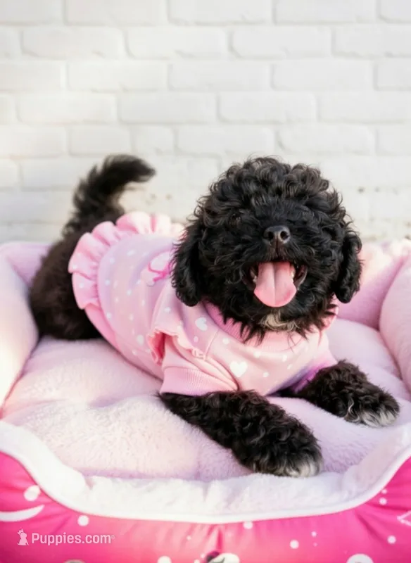 mia (toy cavapoo) – Cavalier King Charles Spaniel, Poodle - Toy  puppy for sale in Winston-Salem, NC