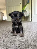 chu-chu (snorkie) , a male Miniature Schnauzer and Yorkshire Terrier for sale in Winston-Salem, NC – 8 of 9