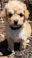 Luke, a male Poodle - Toy  for sale in Greensboro, NC – 4 of 10