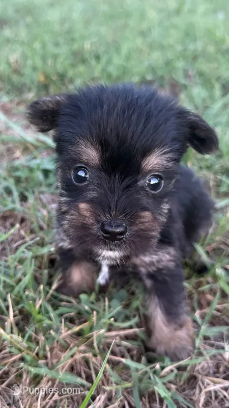 chu-chu – Yorkshire Terrier puppy for sale in Winston-Salem, NC