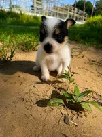 jojo (chorkie), a male Chihuahua and Yorkshire Terrier for sale in Winston-Salem, NC – 5 of 7