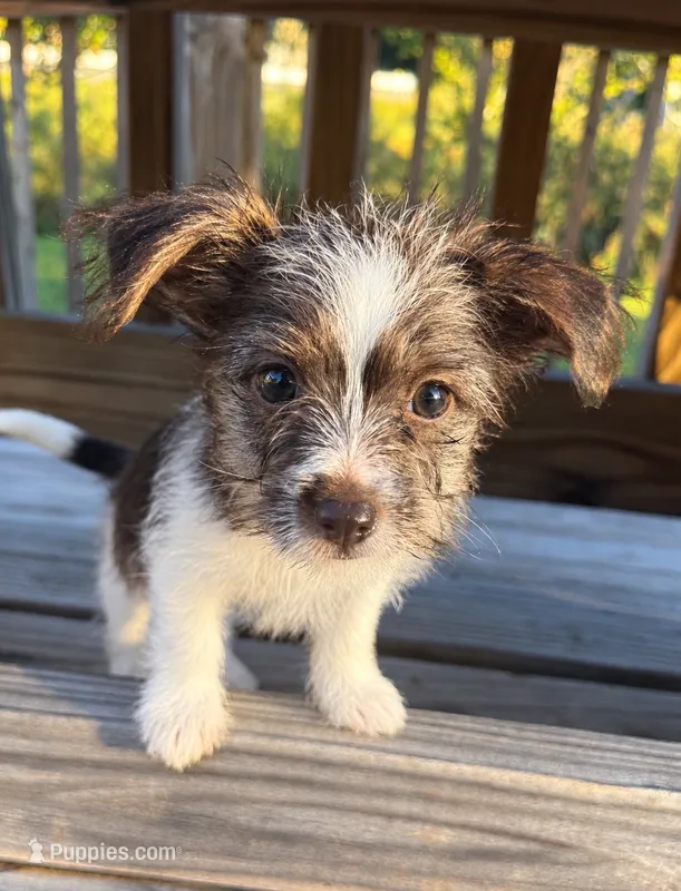 mimi – Jack Russell Terrier, Yorkshire Terrier puppy for sale in Winston-Salem, NC