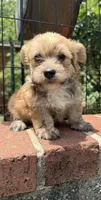 marlo (shorkie), a male Shih Tzu and Yorkshire Terrier for sale in Winston-Salem, NC – 4 of 7