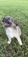 mia (chug puppy), a female Chihuahua and Pug for sale in Winston-Salem, NC – 8 of 9