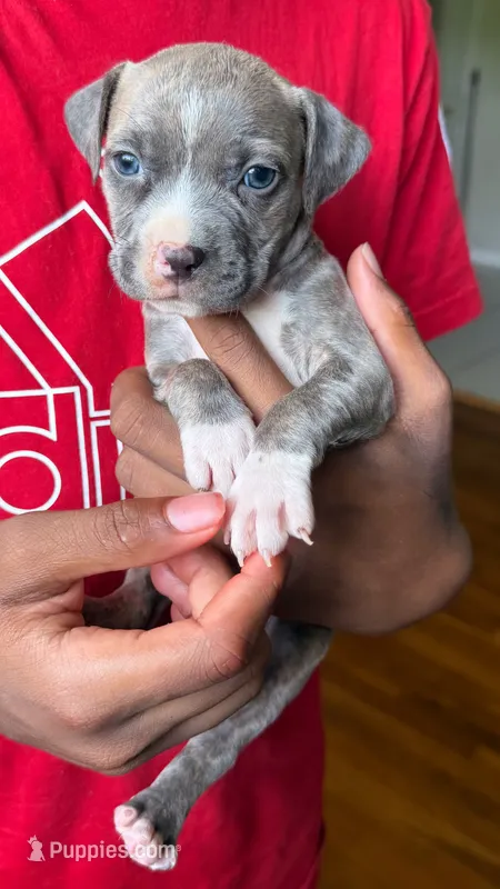 lilly – American Pit Bull Terrier puppy for sale in Winston-Salem, NC