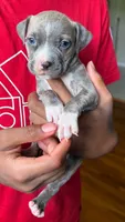 lilly, a female American Pit Bull Terrier for sale in Winston-Salem, NC – 1 of 6